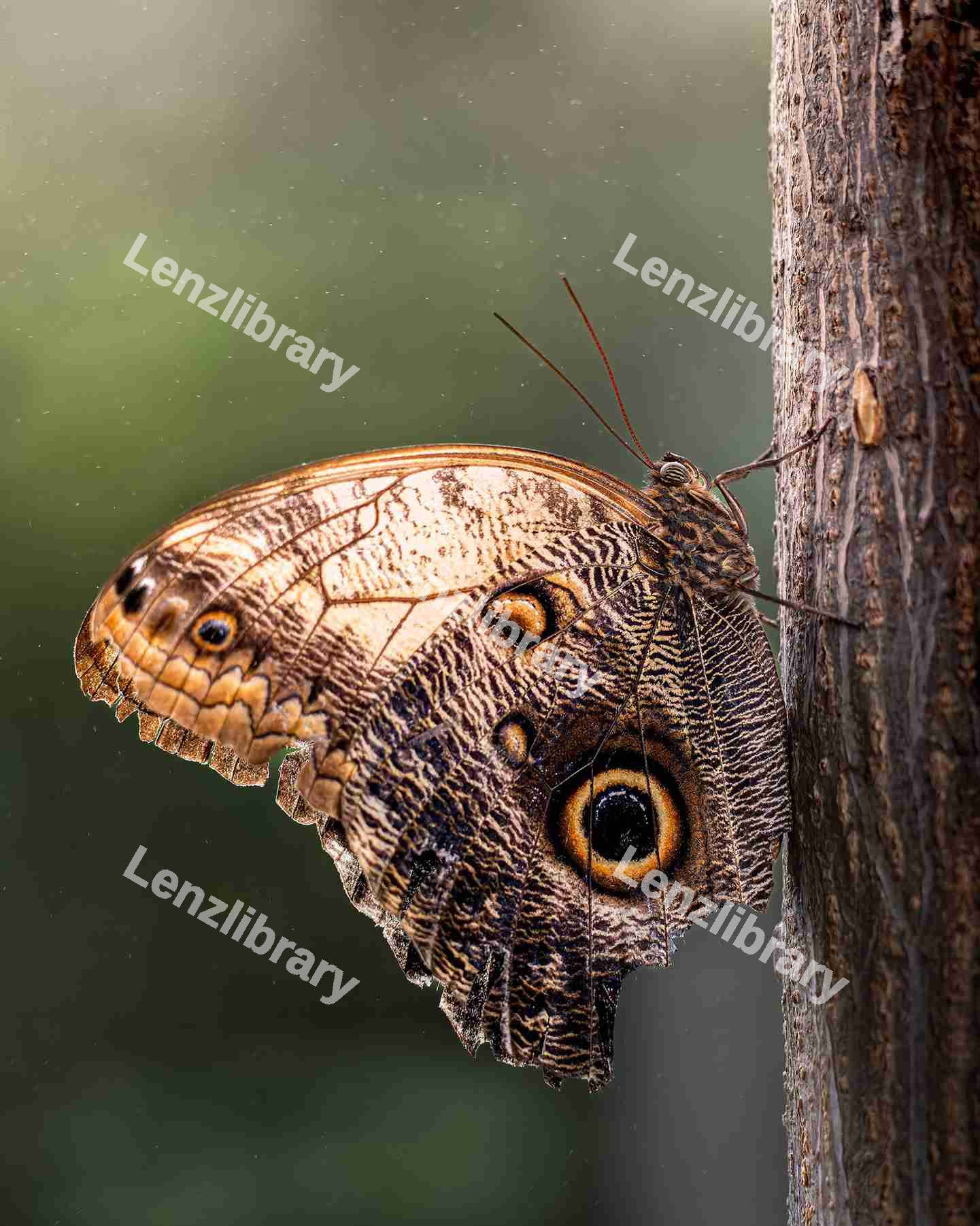 Butterfly on a tree